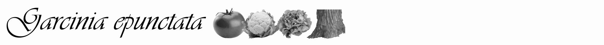 Étiquette de : Garcinia epunctata - format a - style noire19viv avec comestibilité simplifiée