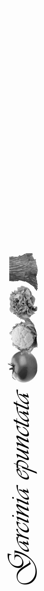 Étiquette de : Garcinia epunctata - format a - style noire19viv avec comestibilité simplifiée - position verticale