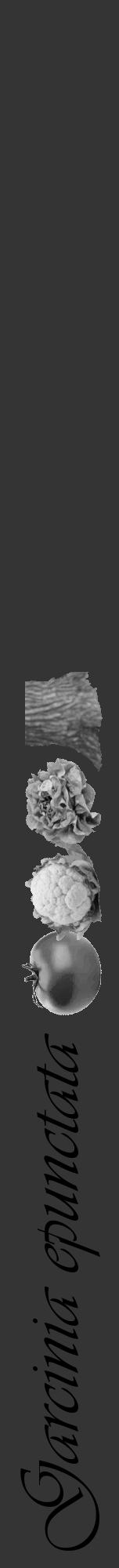 Étiquette de : Garcinia epunctata - format a - style noire46viv avec comestibilité simplifiée - position verticale