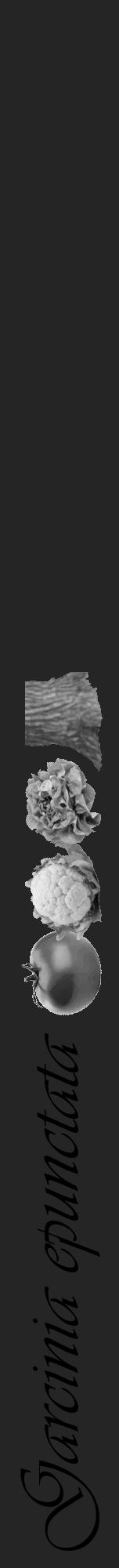 Étiquette de : Garcinia epunctata - format a - style noire47viv avec comestibilité simplifiée - position verticale