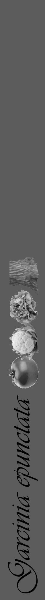 Étiquette de : Garcinia epunctata - format a - style noire49viv avec comestibilité simplifiée - position verticale