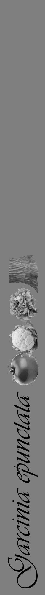 Étiquette de : Garcinia epunctata - format a - style noire57viv avec comestibilité simplifiée - position verticale