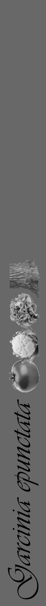 Étiquette de : Garcinia epunctata - format a - style noire6viv avec comestibilité simplifiée - position verticale