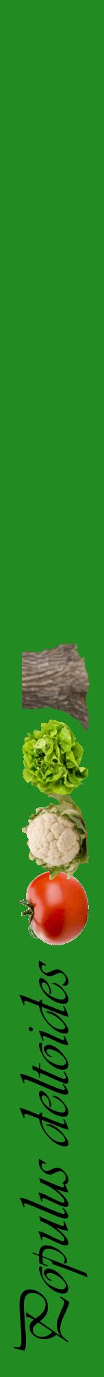 Étiquette de : Populus deltoides - format a - style noire10viv avec comestibilité simplifiée