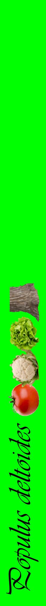 Étiquette de : Populus deltoides - format a - style noire16viv avec comestibilité simplifiée