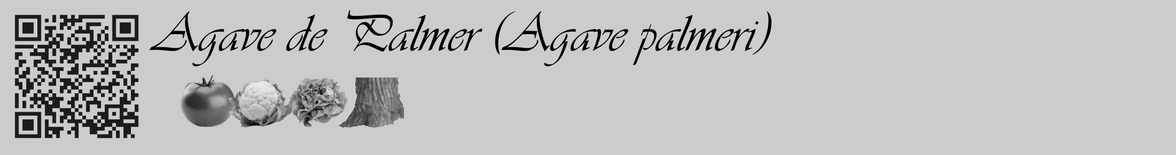 Étiquette de : Agave palmeri - format c - style noire0_basique_basiqueviv avec qrcode et comestibilité simplifiée