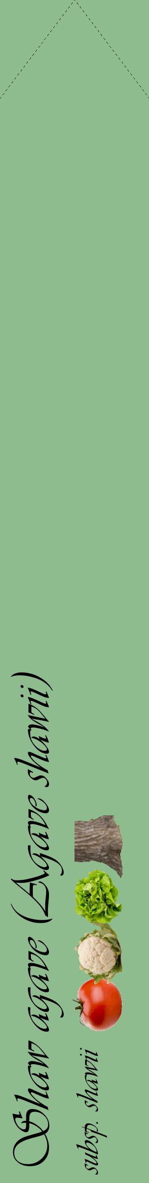 Étiquette de : Agave shawii subsp. shawii - format c - style noire13_simpleviv avec comestibilité simplifiée