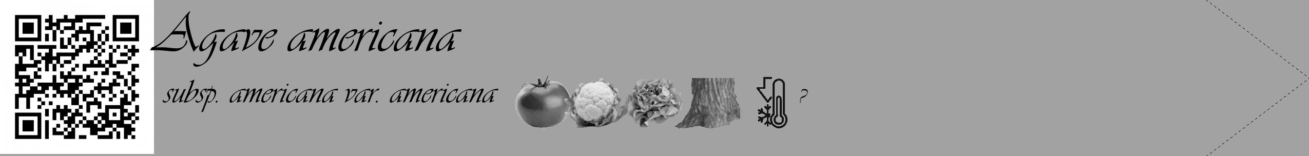 Étiquette de : Agave americana subsp. americana var. americana - format c - style noire38_simple_simpleviv avec qrcode et comestibilité simplifiée