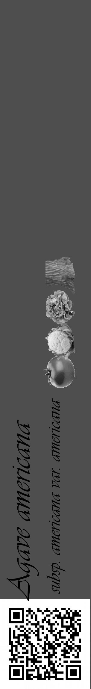 Étiquette de : Agave americana subsp. americana var. americana - format c - style noire33_basique_basiqueviv avec qrcode et comestibilité simplifiée - position verticale