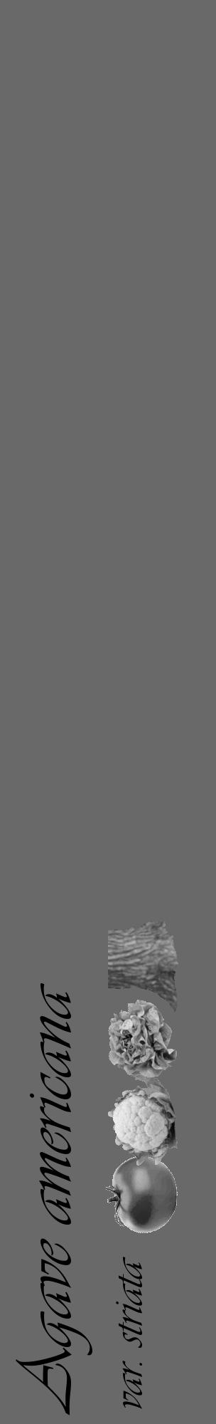 Étiquette de : Agave americana var. striata - format c - style noire11_basique_basiqueviv avec comestibilité simplifiée - position verticale