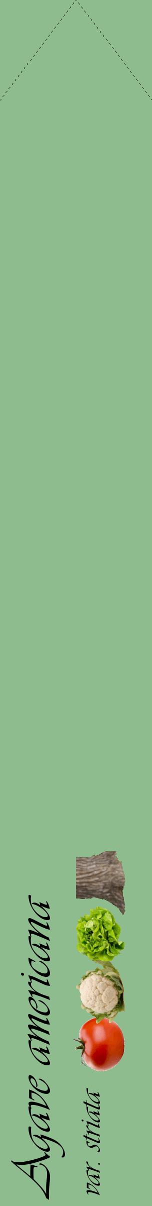 Étiquette de : Agave americana var. striata - format c - style noire13_simpleviv avec comestibilité simplifiée