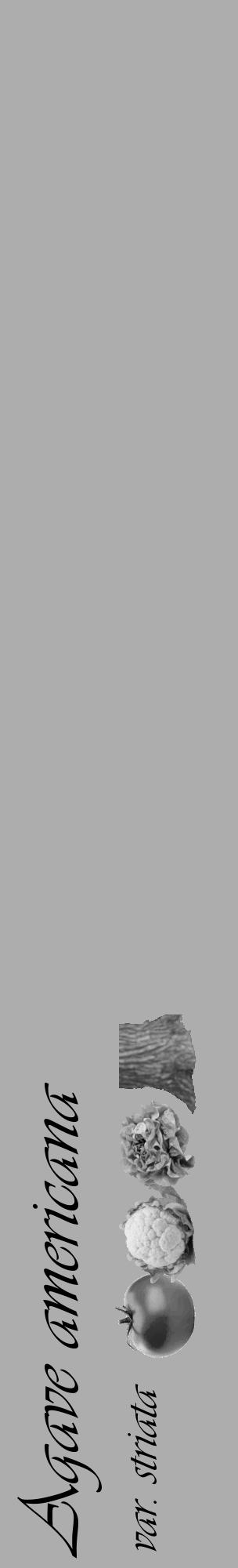 Étiquette de : Agave americana var. striata - format c - style noire22_basique_basiqueviv avec comestibilité simplifiée - position verticale