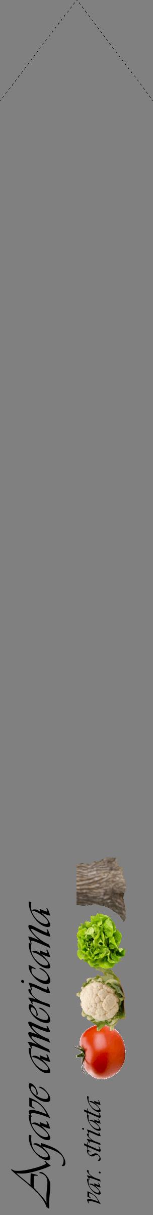 Étiquette de : Agave americana var. striata - format c - style noire57_simpleviv avec comestibilité simplifiée