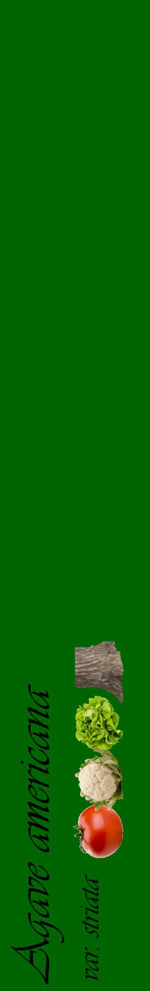 Étiquette de : Agave americana var. striata - format c - style noire8_basiqueviv avec comestibilité simplifiée