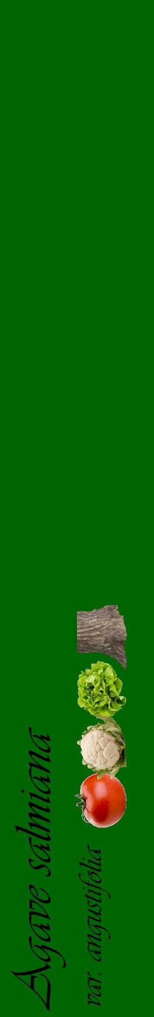 Étiquette de : Agave salmiana var. angustifolia - format c - style noire8_basiqueviv avec comestibilité simplifiée