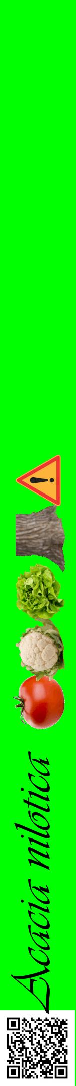 Étiquette de : Acacia nilotica - format a - style noire16viv avec qrcode et comestibilité simplifiée