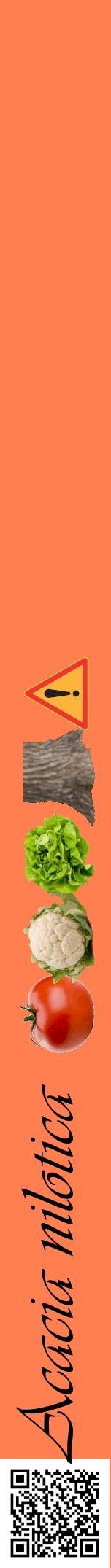 Étiquette de : Acacia nilotica - format a - style noire24viv avec qrcode et comestibilité simplifiée