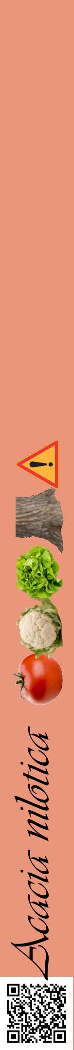 Étiquette de : Acacia nilotica - format a - style noire37viv avec qrcode et comestibilité simplifiée