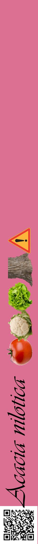Étiquette de : Acacia nilotica - format a - style noire44viv avec qrcode et comestibilité simplifiée
