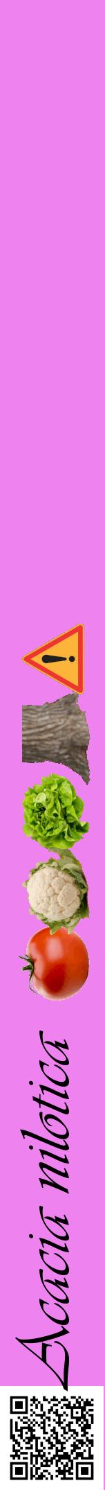 Étiquette de : Acacia nilotica - format a - style noire53viv avec qrcode et comestibilité simplifiée
