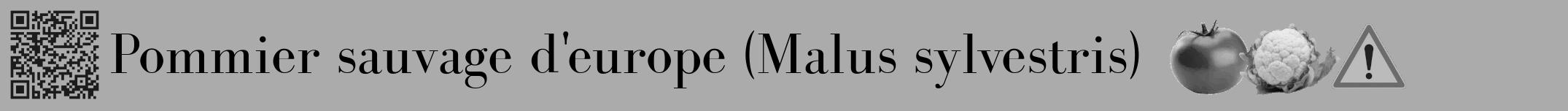 Étiquette de : Malus sylvestris - format a - style noire37bod avec qrcode et comestibilité simplifiée