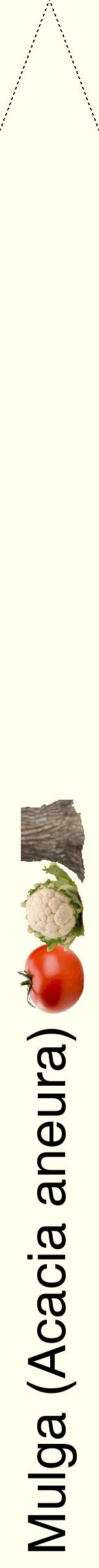 Étiquette de : Acacia aneura - format b - style noire19hel avec comestibilité simplifiée