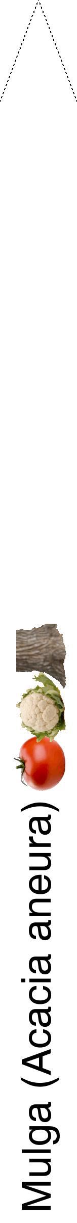 Étiquette de : Acacia aneura - format b - style noire60hel avec comestibilité simplifiée