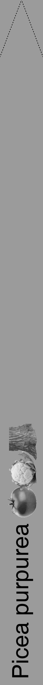 Étiquette de : Picea purpurea - format b - style noire52hel avec comestibilité simplifiée - position verticale