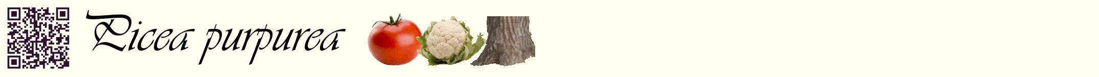 Étiquette de : Picea purpurea - format a - style noire19basiqueviv avec qrcode et comestibilité simplifiée