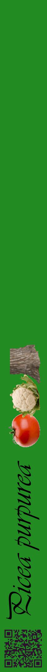 Étiquette de : Picea purpurea - format a - style noire10viv avec qrcode et comestibilité simplifiée