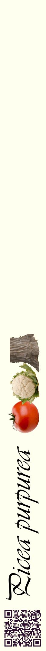 Étiquette de : Picea purpurea - format a - style noire19basiqueviv avec qrcode et comestibilité simplifiée - position verticale