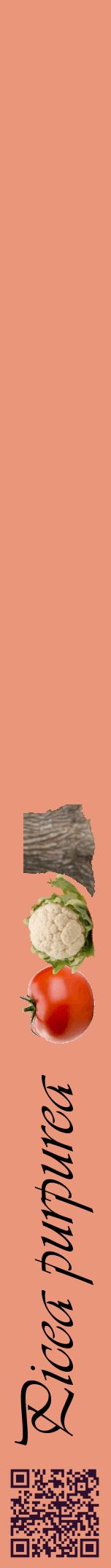 Étiquette de : Picea purpurea - format a - style noire37viv avec qrcode et comestibilité simplifiée