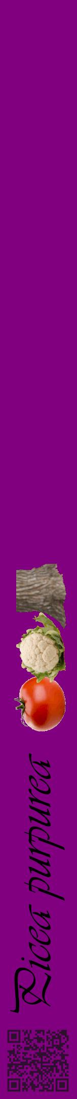 Étiquette de : Picea purpurea - format a - style noire46viv avec qrcode et comestibilité simplifiée