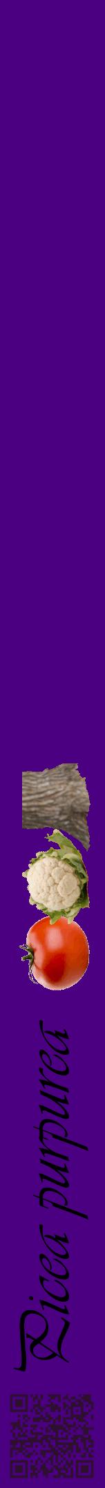 Étiquette de : Picea purpurea - format a - style noire47viv avec qrcode et comestibilité simplifiée