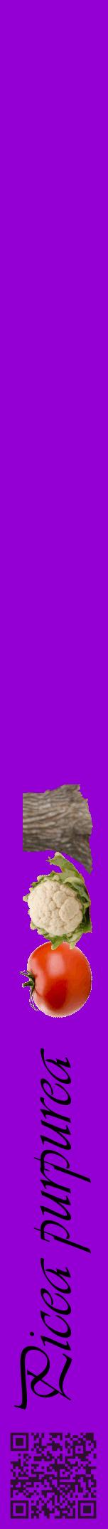 Étiquette de : Picea purpurea - format a - style noire48viv avec qrcode et comestibilité simplifiée