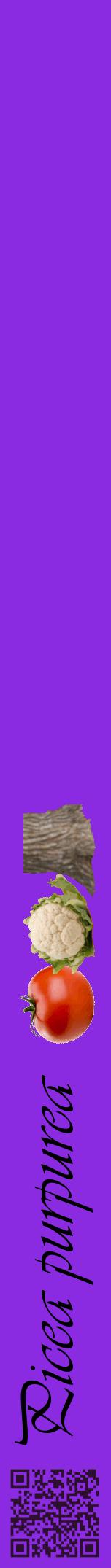 Étiquette de : Picea purpurea - format a - style noire49viv avec qrcode et comestibilité simplifiée