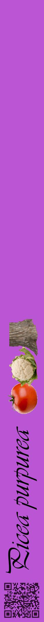 Étiquette de : Picea purpurea - format a - style noire50viv avec qrcode et comestibilité simplifiée