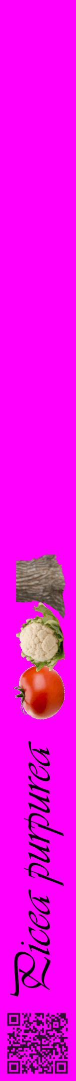 Étiquette de : Picea purpurea - format a - style noire51viv avec qrcode et comestibilité simplifiée