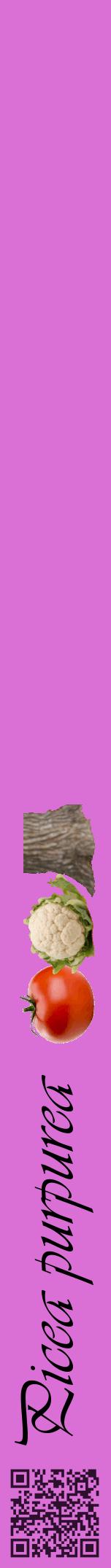Étiquette de : Picea purpurea - format a - style noire52viv avec qrcode et comestibilité simplifiée