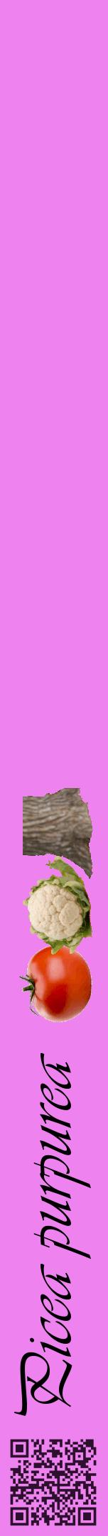 Étiquette de : Picea purpurea - format a - style noire53viv avec qrcode et comestibilité simplifiée