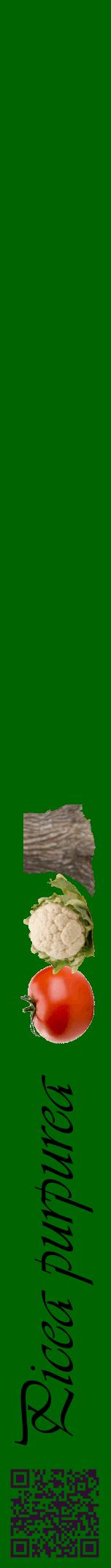 Étiquette de : Picea purpurea - format a - style noire8viv avec qrcode et comestibilité simplifiée