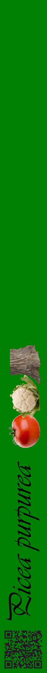 Étiquette de : Picea purpurea - format a - style noire9viv avec qrcode et comestibilité simplifiée
