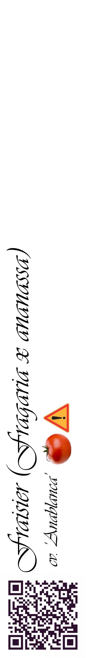 Étiquette de : Fragaria x ananassa cv. 'Anablanca' - format c - style noire60_basiqueviv avec qrcode et comestibilité simplifiée