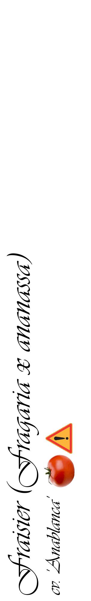 Étiquette de : Fragaria x ananassa cv. 'Anablanca' - format c - style noire60_basiqueviv avec comestibilité simplifiée