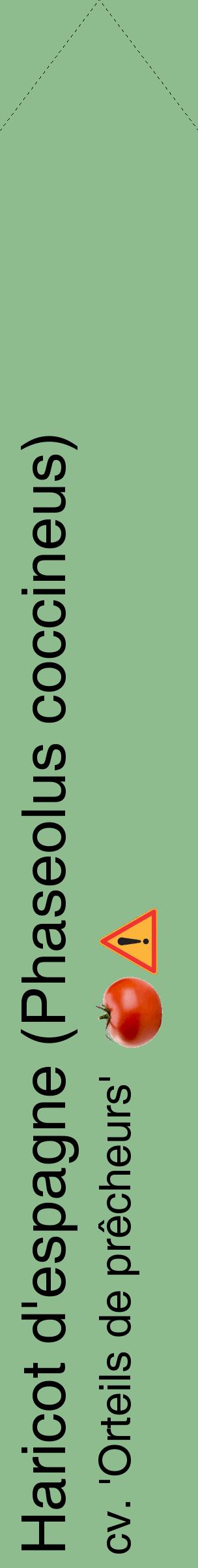 Étiquette de : Phaseolus coccineus cv. 'Orteils de prêcheurs' - format c - style noire13_simplehel avec comestibilité simplifiée
