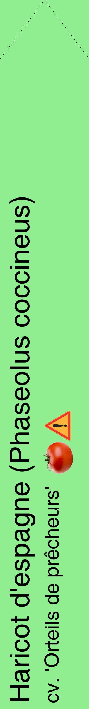 Étiquette de : Phaseolus coccineus cv. 'Orteils de prêcheurs' - format c - style noire15_simplehel avec comestibilité simplifiée