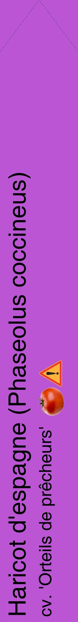 Étiquette de : Phaseolus coccineus cv. 'Orteils de prêcheurs' - format c - style noire50_simplehel avec comestibilité simplifiée