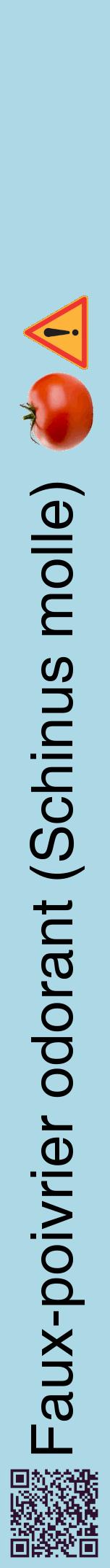 Étiquette de : Schinus molle - format a - style noire0hel avec qrcode et comestibilité simplifiée
