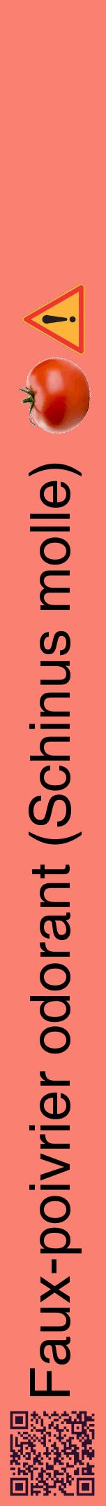 Étiquette de : Schinus molle - format a - style noire38hel avec qrcode et comestibilité simplifiée
