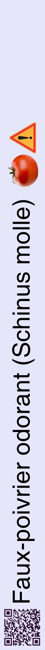 Étiquette de : Schinus molle - format a - style noire55hel avec qrcode et comestibilité simplifiée